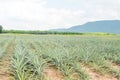 Pineapple fruit growing in a farm Royalty Free Stock Photo