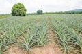 Pineapple fruit growing in a farm Royalty Free Stock Photo