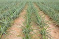 Pineapple fruit growing in a farm Royalty Free Stock Photo