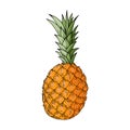 Pineapple fruit. Hand-drawn colored sketch Royalty Free Stock Photo