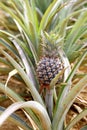 Pineapple Royalty Free Stock Photo