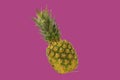 Pineapple fruit isolated on pastel background. Creative layout made of pineapple. Flying food. Food concept Royalty Free Stock Photo