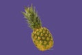 Pineapple fruit isolated on pastel background. Creative layout made of pineapple. Flying food. Food concept Royalty Free Stock Photo