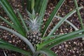 Pineapple fruit, in Latin called Ananas comosus L. Marr, growing naturally out of rosette of leaves.