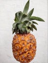 Pineapple fruit