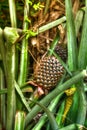 A pineapple fruit lies in the fresh tropical green