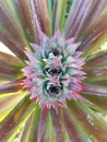 Pineapple fruit with multiple crowns