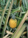 Pineapple fruit on the farm Royalty Free Stock Photo