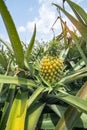 Pineapple fruit on the farm Royalty Free Stock Photo