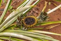 pineapple fruit rotting on the plant