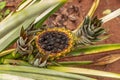 pineapple fruit rotting on the plant
