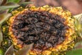 pineapple fruit rotting on the plant