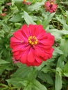 Beautiful red flower in my garden Royalty Free Stock Photo