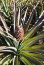 Pineapple fruit and tree