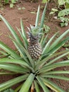 Pineapple Fruit Tree in my garden Royalty Free Stock Photo