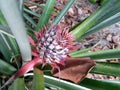 Pineapple fruit tree Royalty Free Stock Photo
