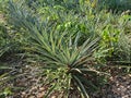 Pineapple fruit tree with the scientific name in a pineapple plantation in a tropical climate Royalty Free Stock Photo