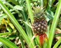 Pineapple fruit tree Royalty Free Stock Photo