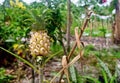 Pineapple fruit is used as an ornamental plant not as a consumption fruit