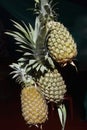 Three Pineapple fruits hanging display