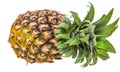 Pineapple Fruits III Royalty Free Stock Photo