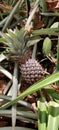 Pineapple frute grow Royalty Free Stock Photo