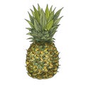 Pineapple. Full color realistic sketch vector illustration.