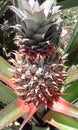 Pineapple garden fruit tropical
