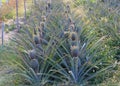 Pineapple Garden