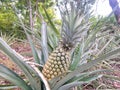 Pineapple garden at my house