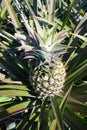 Pineapple garden in Thailand