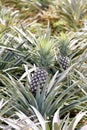 Pineapple garden Royalty Free Stock Photo