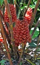 Pineapple ginger or Red wax ginger flowers on tropical garden Royalty Free Stock Photo