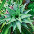 Pineapple green leaves making a star shape