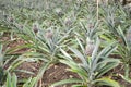 Pineapple growing Royalty Free Stock Photo