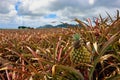Pineapple Growing in Field in Mauritius Royalty Free Stock Photo