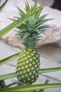 Pineapple growing in the garden