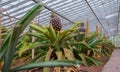 Pineapple growing greenhouse in Azores Royalty Free Stock Photo