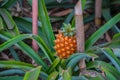 Pineapple growing greenhouse in Azores Royalty Free Stock Photo