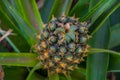 Pineapple growing greenhouse in Azores Royalty Free Stock Photo