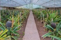 Pineapple growing greenhouse in Azores Royalty Free Stock Photo