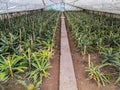 Pineapple growing greenhouse in Azores Royalty Free Stock Photo