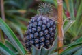 Pineapple growing greenhouse in Azores Royalty Free Stock Photo