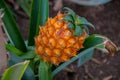 Pineapple growing greenhouse in Azores Royalty Free Stock Photo