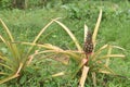 A pineapple growing on an organic farm in Vinales Royalty Free Stock Photo