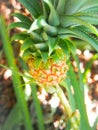 Pineapple Growing on Pineapple Plant Royalty Free Stock Photo