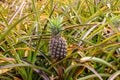 Pineapple growing on a plant at Dole Plantation Hawaii USA. Royalty Free Stock Photo