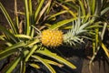 Pineapple growing on Plant, Hawaii Royalty Free Stock Photo