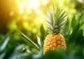 Pineapple growing in plantation farm Royalty Free Stock Photo