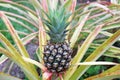 A Pineapple Growing in the Plantation Field Royalty Free Stock Photo